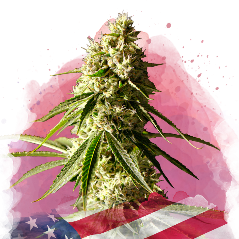 Runtz Feminized Seeds
