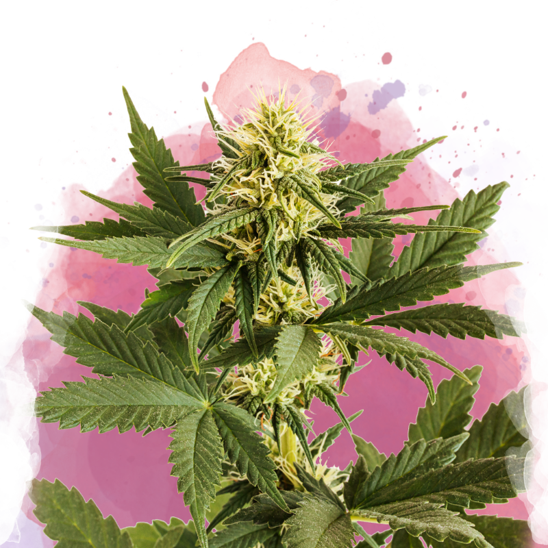 Shiskaberry Feminized Seeds