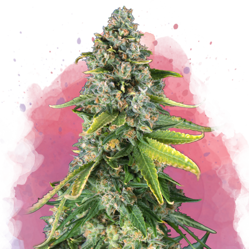 Skunk #1 Feminized Seeds