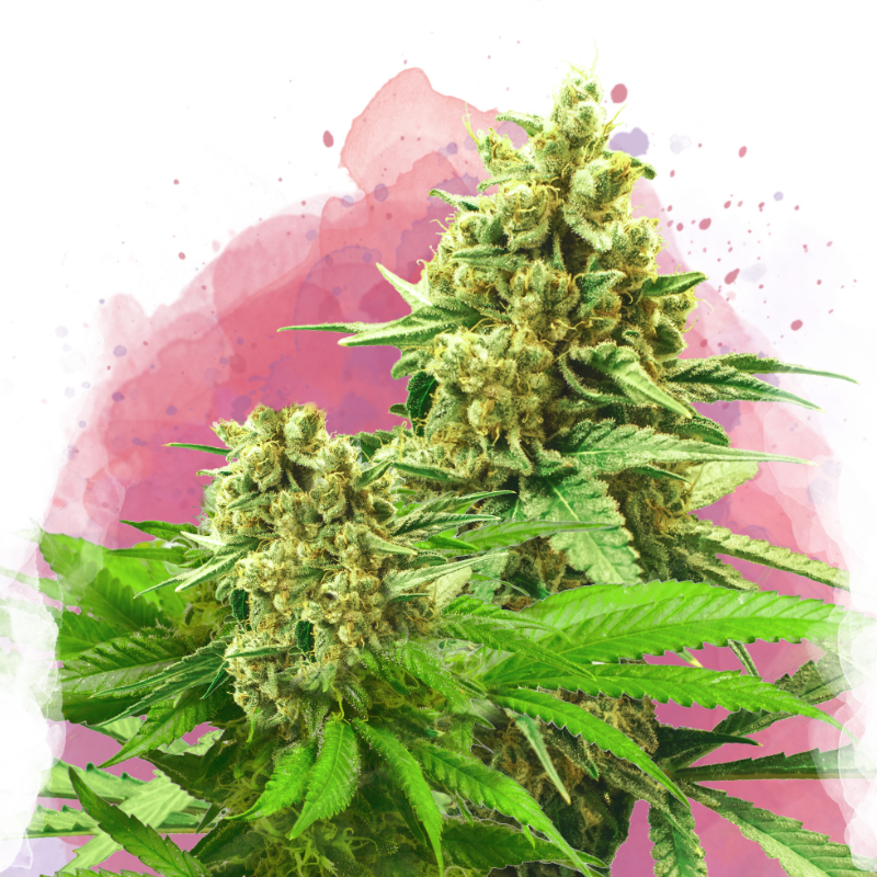 Somango XXL Feminized Seeds