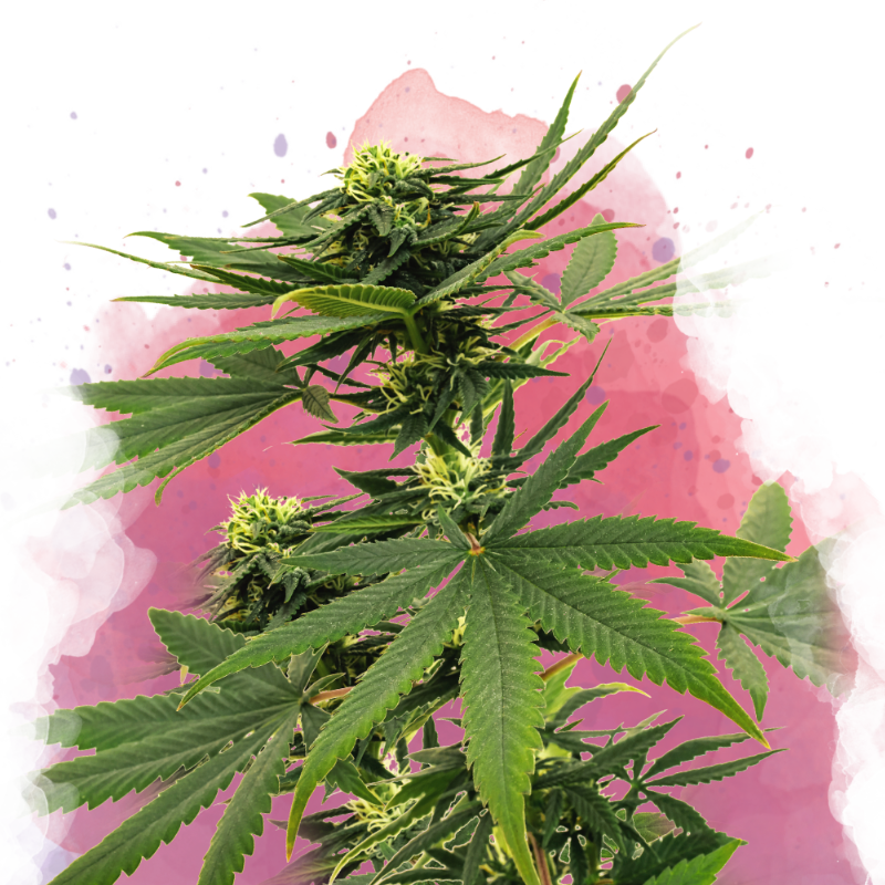 Sour Diesel Feminized Seeds
