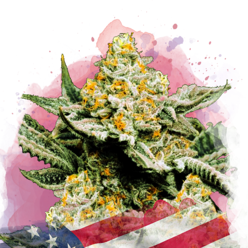 Sunset Sherbet Feminized Seeds