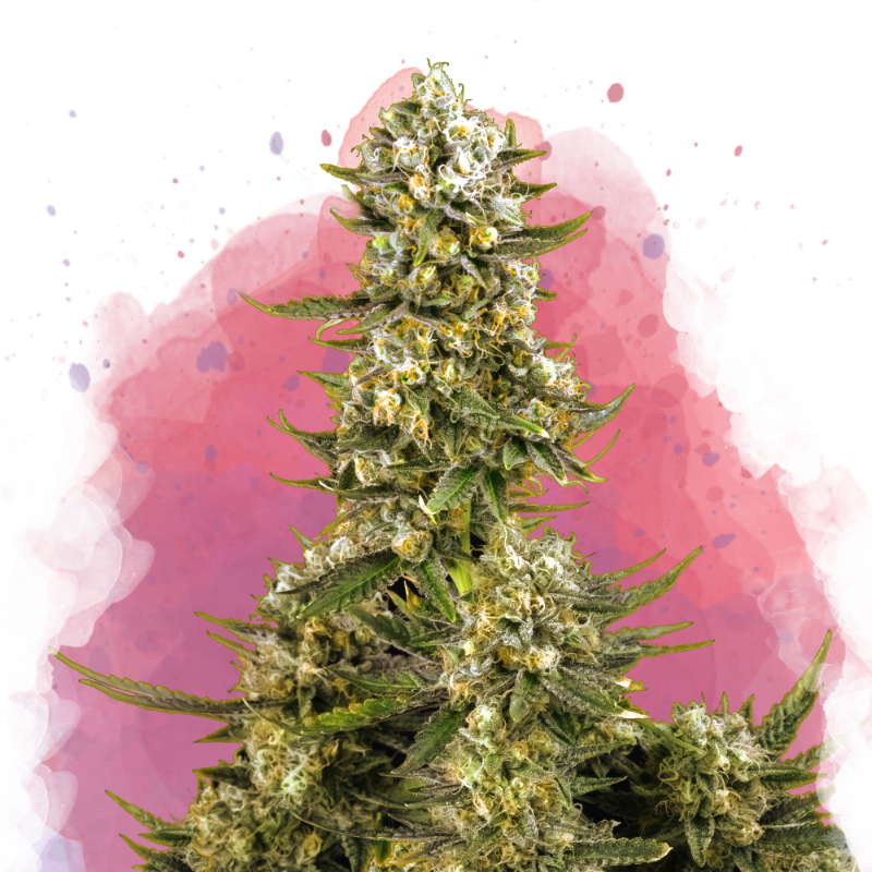 Super Silver Haze Feminized Seeds