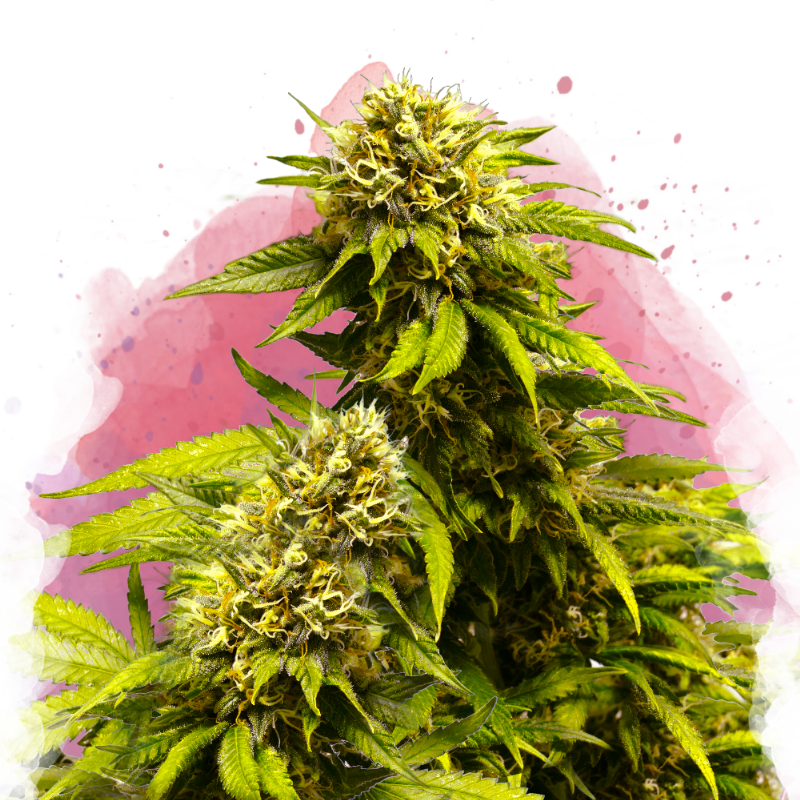 Super Skunk Feminized Seeds
