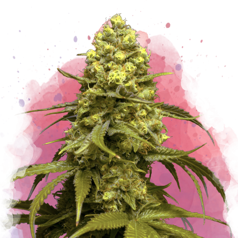 Sweet Tooth Feminized Seeds