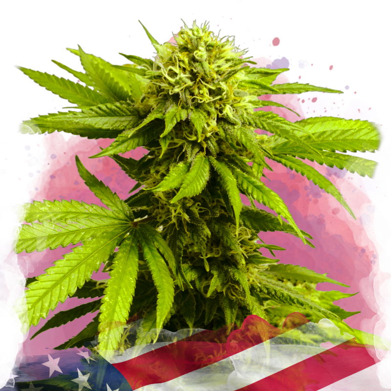 Tangie Feminized Seeds