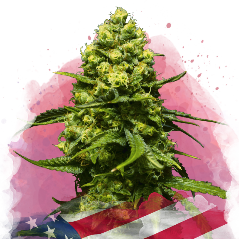 Trainwreck Feminized Seeds