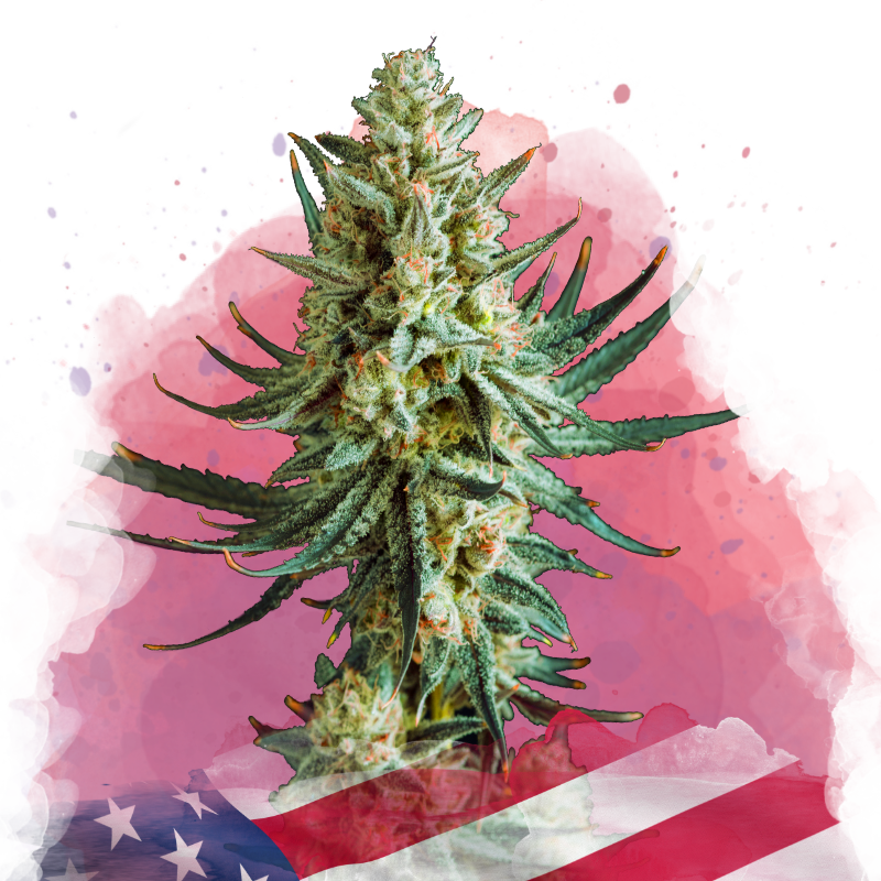Wedding Cake Feminized Seeds