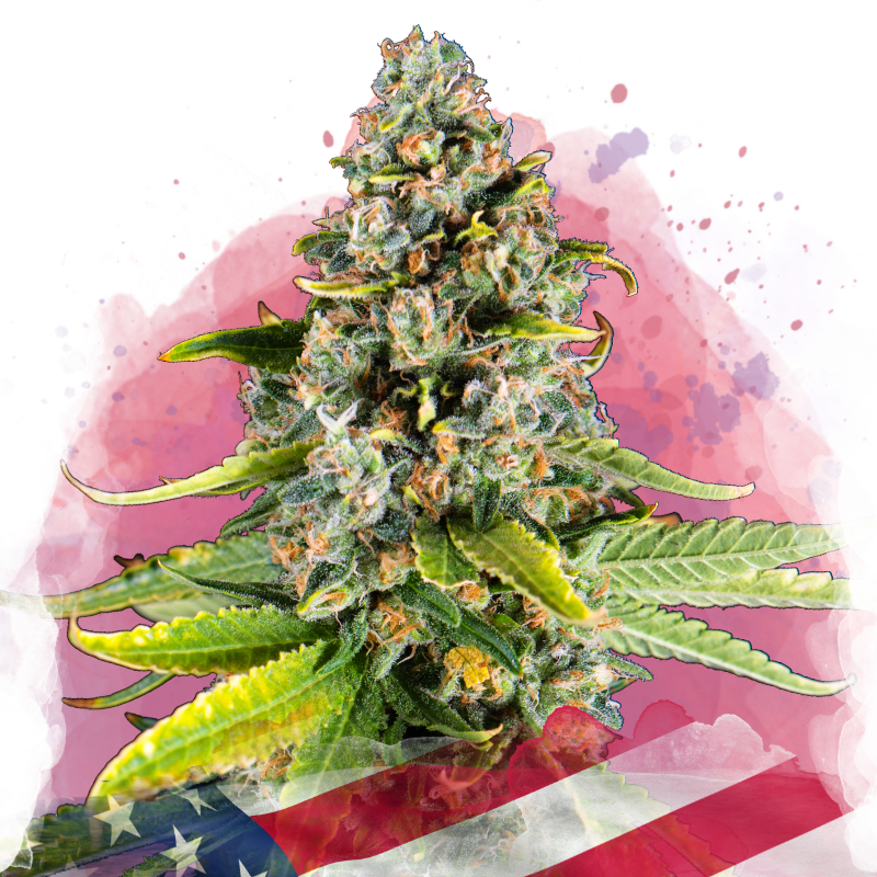 White Fire OG Feminized Seeds