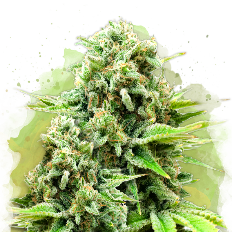 White Widow Autoflower Seeds