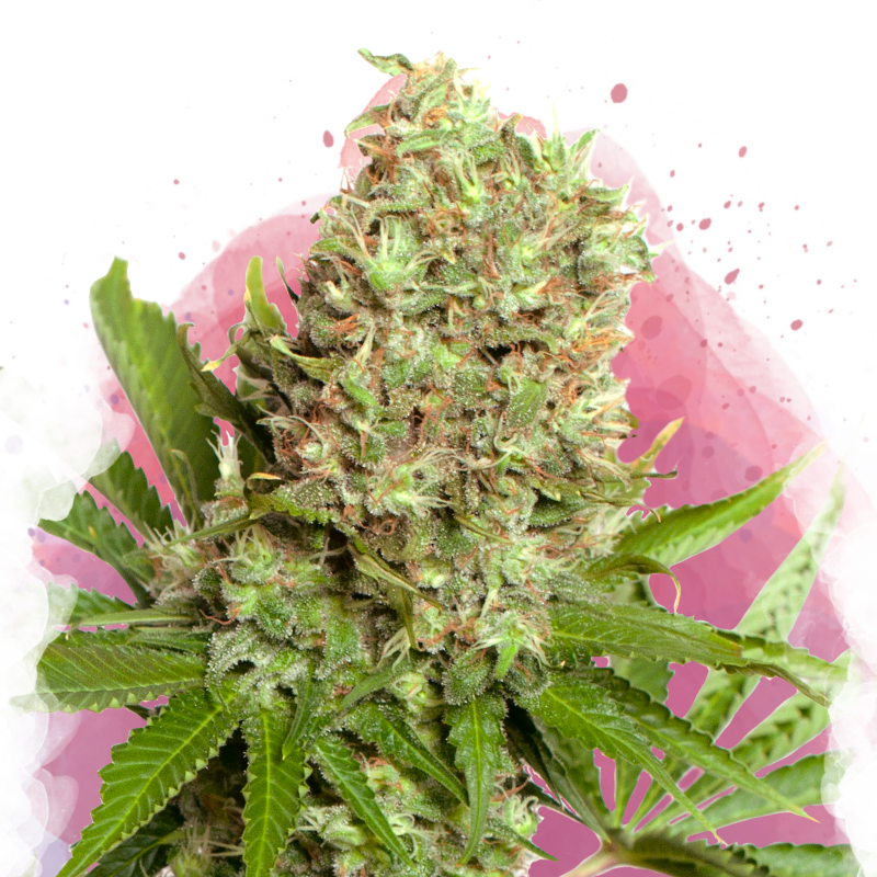 White Widow Feminized Seeds