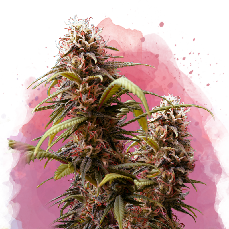 Wonder Woman Feminized Seeds