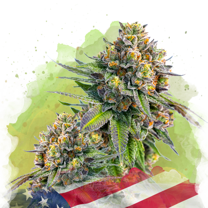 Zkittlez Autoflower Seeds