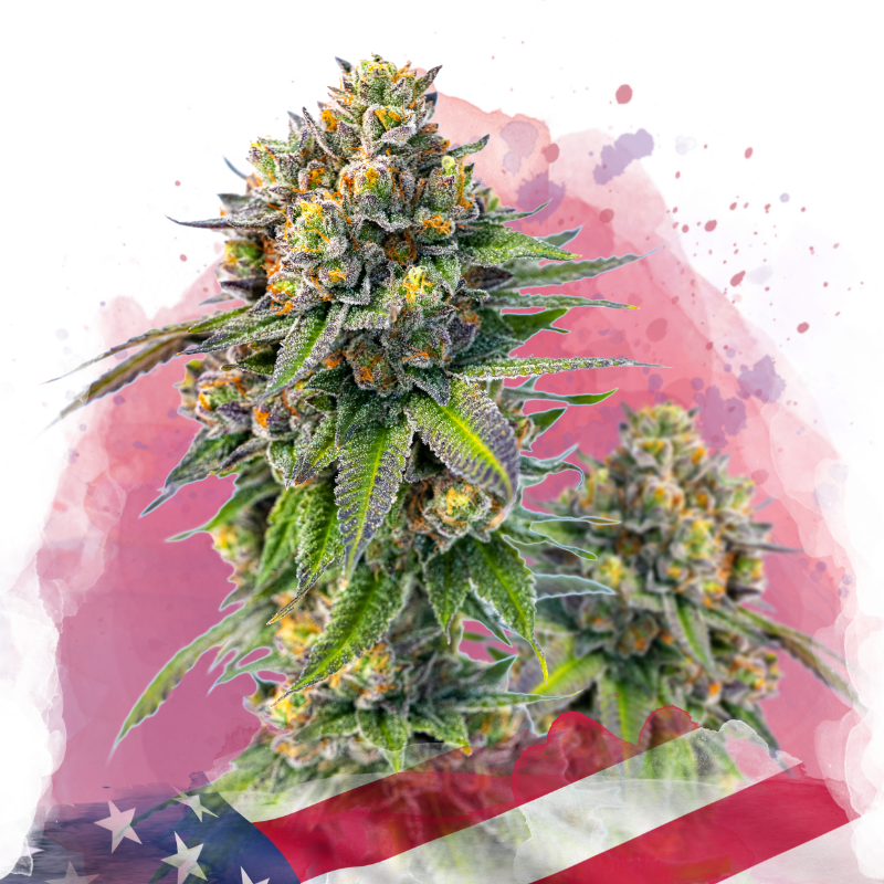 Zkittlez Feminized Seeds