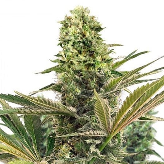 $100 OG Seeds