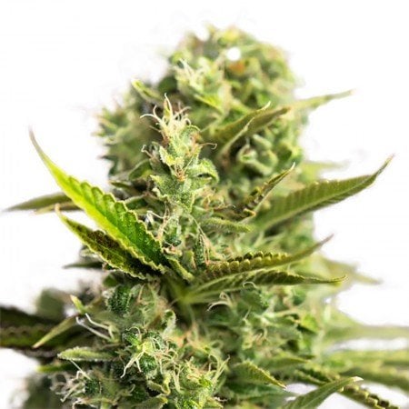 501st OG Seeds