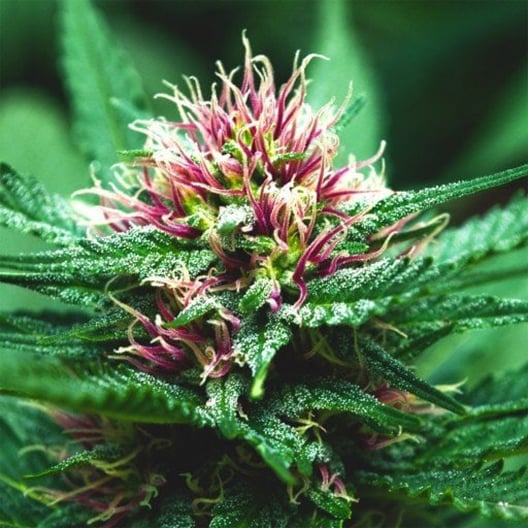 AK-48 Auto Seeds