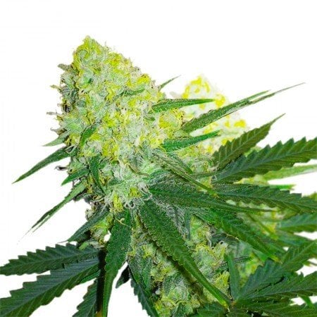Amherst Diesel Seeds