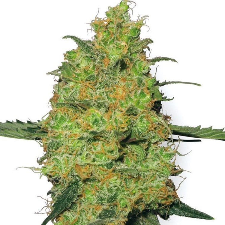 Apollo 13 Seeds