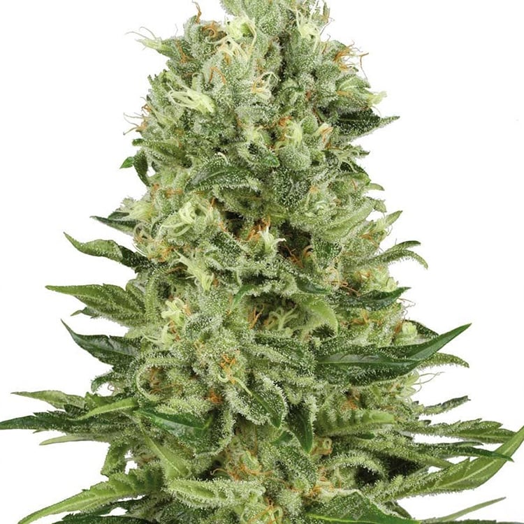 Banana Diesel Seeds