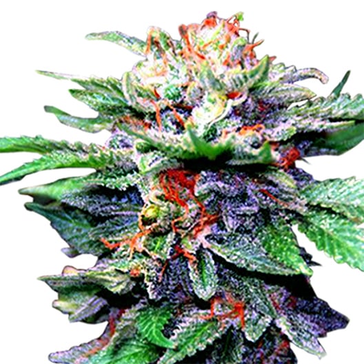 Blue Galaxy Auto Seeds