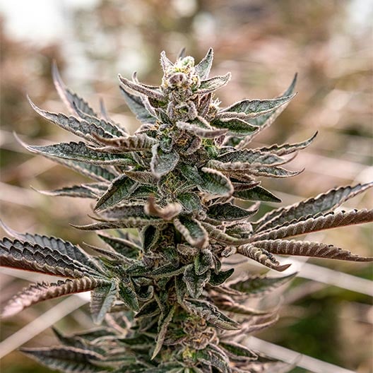 Blue Mac Seeds