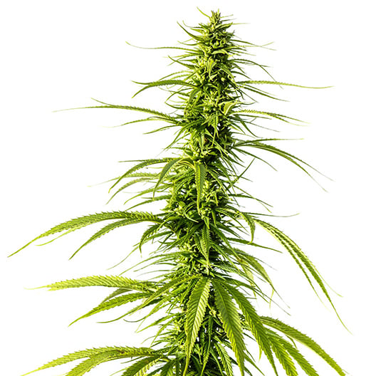 Bubba OG Auto Seeds