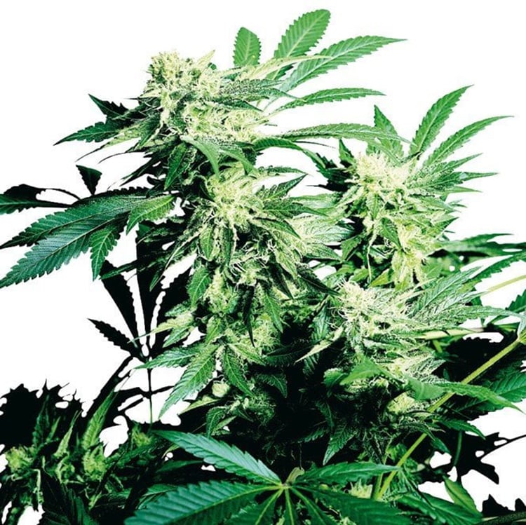 Cheese Quake Seeds
