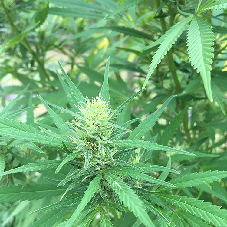 Fucking Incredible Seeds