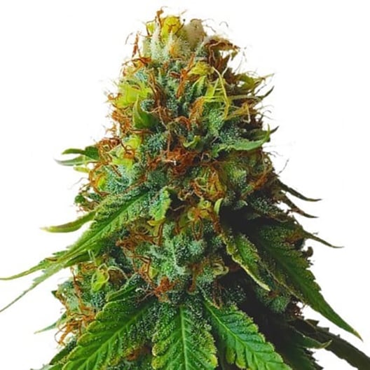 Grandpa Larry OG Seeds