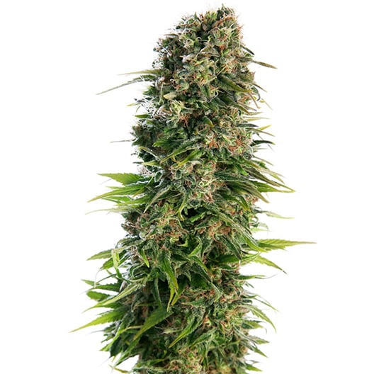 Kraken Seeds