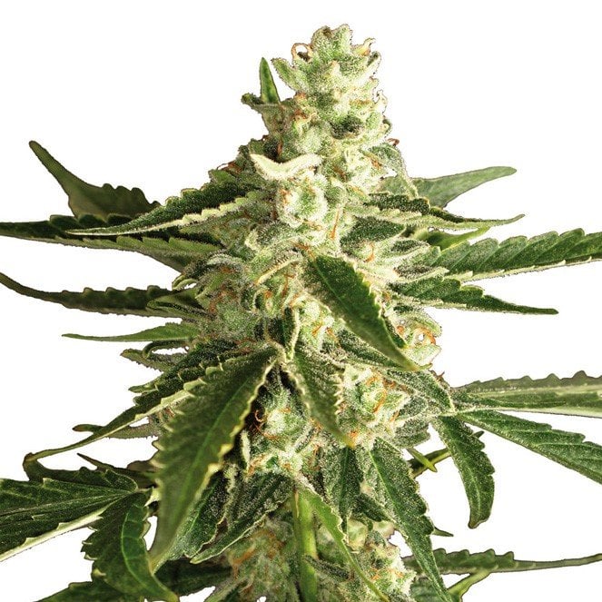 LSD Auto Seeds