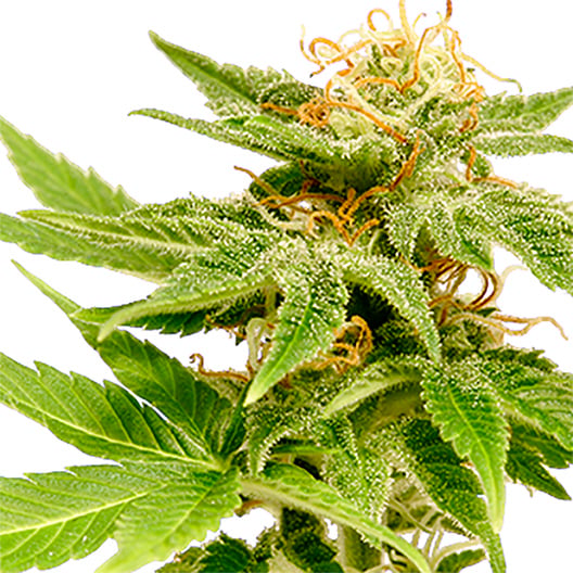 Mataro Blue Seeds