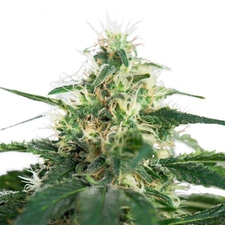 Northern Berry Seeds