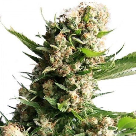 OG #18 Seeds