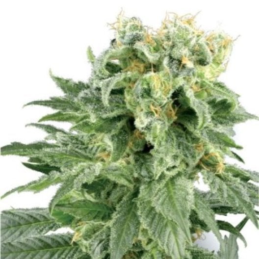 Old School OG Auto Seeds