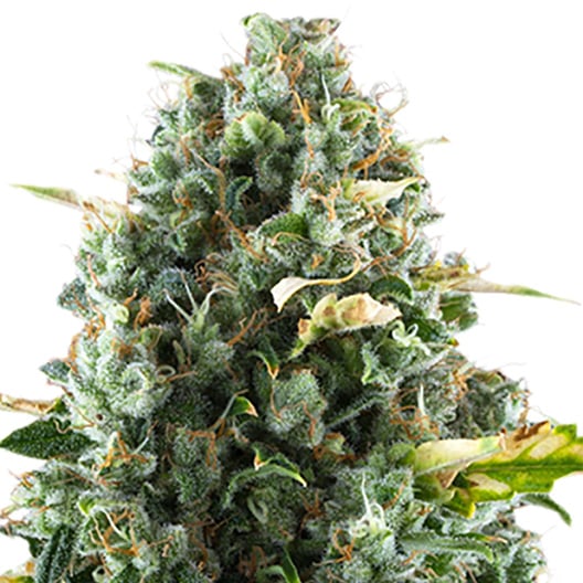 Oregon Diesel Auto Seeds