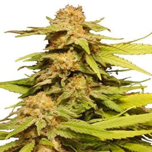 Phantom Cookies Auto Seeds