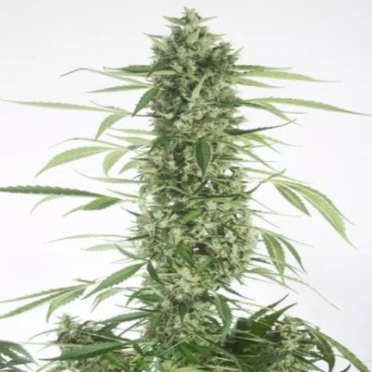 Platinum GSC Auto Seeds