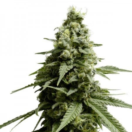 Pure Kush Auto Seeds