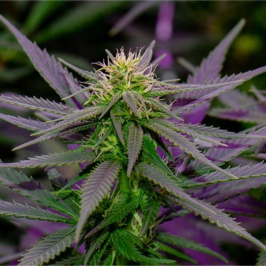 Purple Ghost Candy Seeds