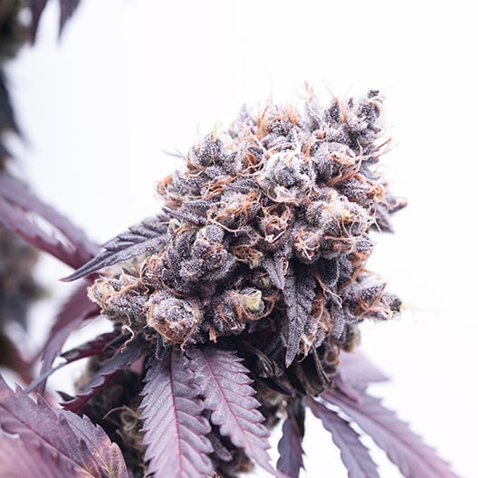 Purple Gorilla Auto Seeds