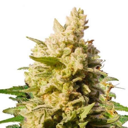 Rollex OG Kush Seeds