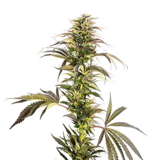 Sexxpot Auto Seeds