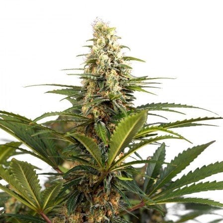 Sharksbreath Seeds