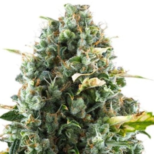 Sirius Black Auto Seeds