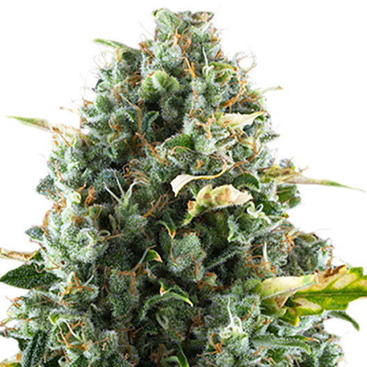 Snow Monster Seeds