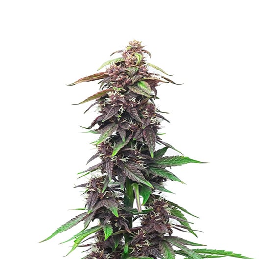 Sour Grape Auto Seeds
