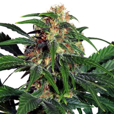 Tyson Auto Seeds
