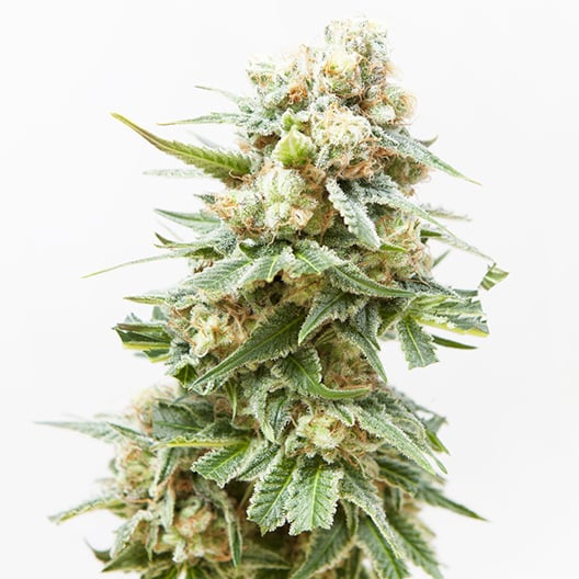 Yoda OG Seeds